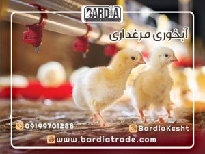 آبخوری مرغداری