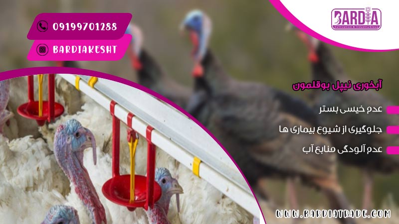 آبخوری نیپل بوقلمون