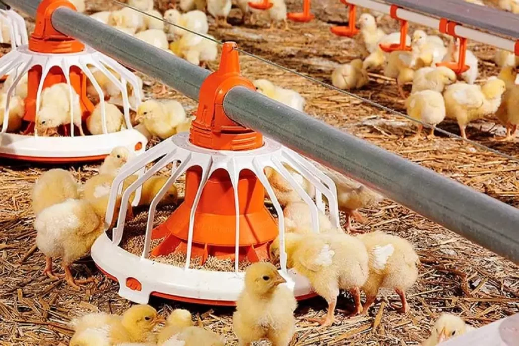 فروش عمده دانخوری مرغداری