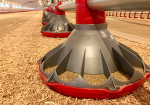 پخش عمده تجهیزات مرغداری