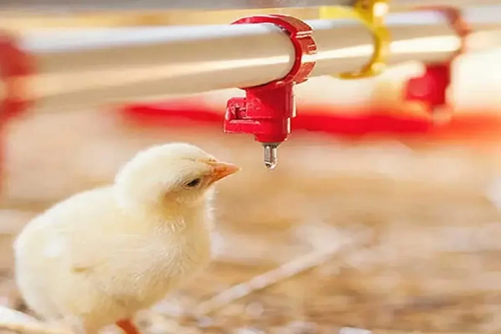 خرید آبخوری نیپل مرغداری