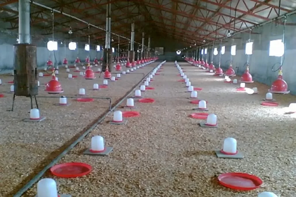 پخش عمده آبخوری دستی مرغداری