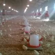 خرید آبخوری دستی